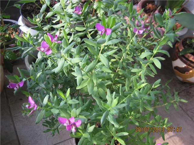 cvijet